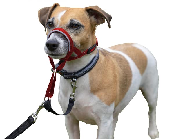 Halti Headcollar Jack_Russell - Size 1_Red Halti Headcollar Jack_Russell - Size 1_Red