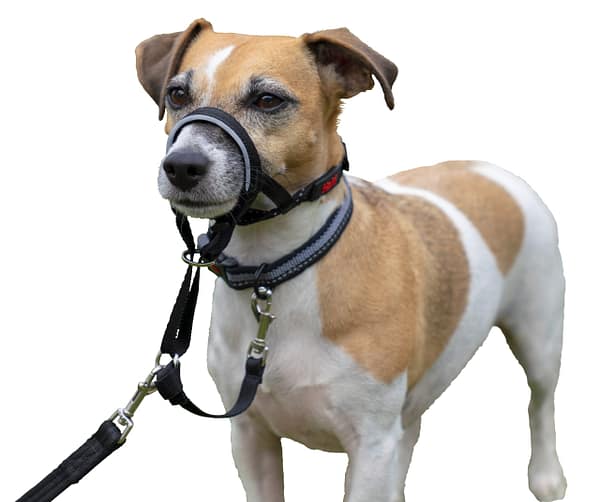 Halti Headcollar Jack_Russell - Size 1 Halti Headcollar Jack_Russell - Size 1