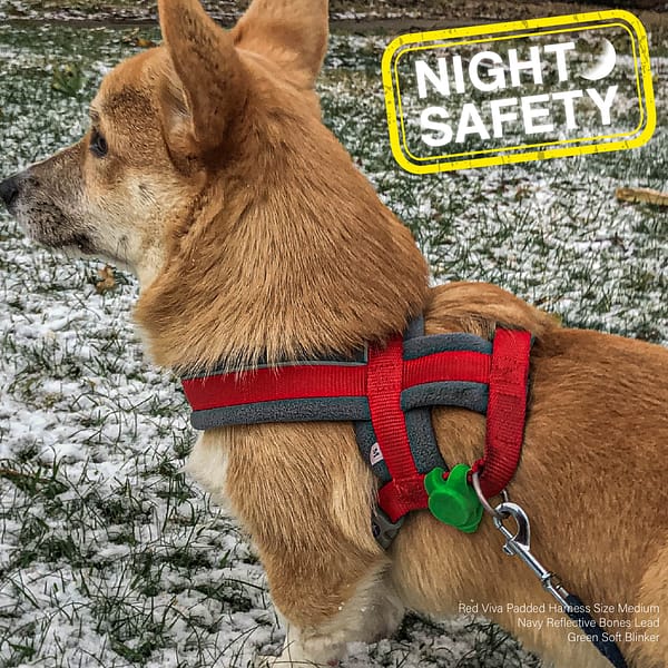 Ancol Blinker Orange on Harness Ancol Blinker Orange on Harness