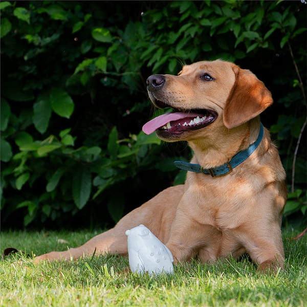 Ancol Ice Paws Bear Lifestyle1 1080 Ancol Ice Paws Bear Lifestyle1 1080