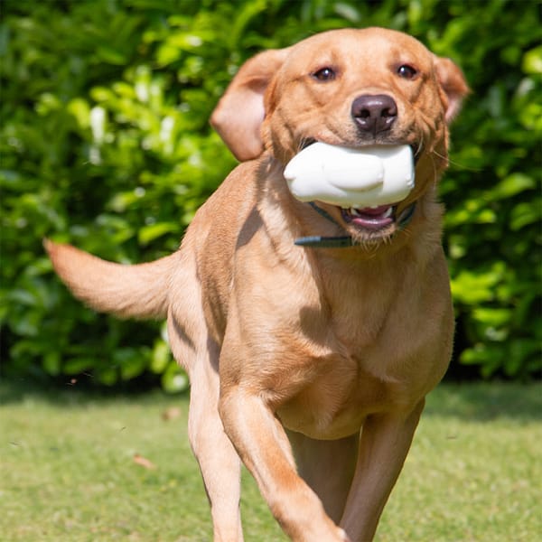 Ancol Ice Paws Bear Lifestyle2 1080 Ancol Ice Paws Bear Lifestyle2 1080