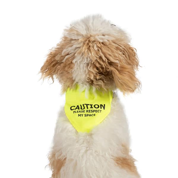 Ancol Warning Bandana Small on Dog 1080 Ancol Warning Bandana Small on Dog 1080