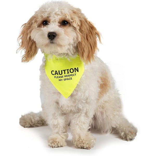 Ancol Warning Bandana on small dog 1080 Ancol Warning Bandana on small dog 1080
