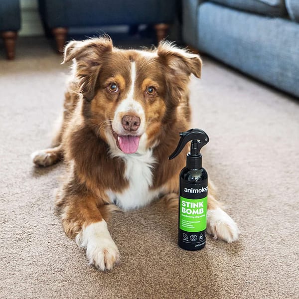 Animology Stink Bomb Deodorising Dog Spray Lifestyle 1080px Animology Stink Bomb Deodorising Dog Spray Lifestyle 1080px