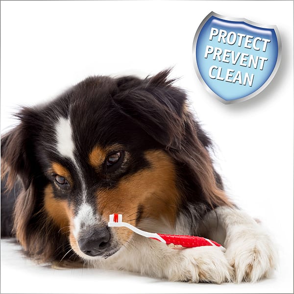Beaphar Toothbrush & Dog Dog laying on floor holding a toothbrush between its paws
