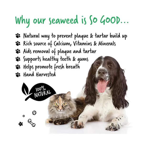 Bugalugs Plaque Remover 70g So Good 1080 Bugalugs Plaque Remover 70g So Good 1080