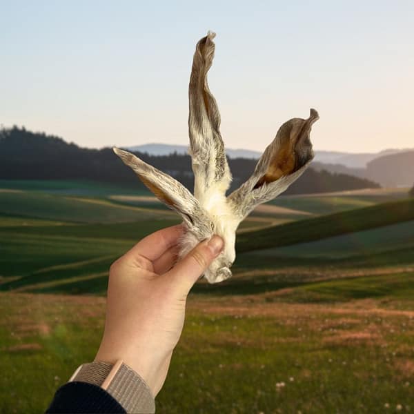 Hairy-rabbit-ears-hand Hairy-rabbit-ears-hand