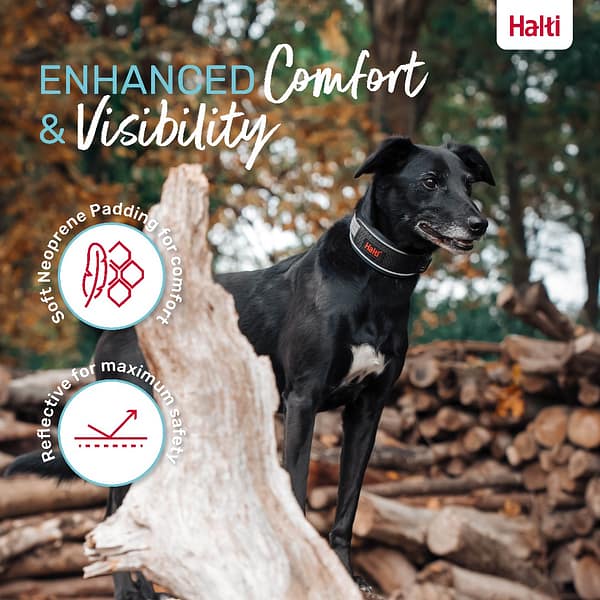 Halti Anatomy Collar Grey Lifestyle 1080px Halti Anatomy Collar Grey Lifestyle 1080px