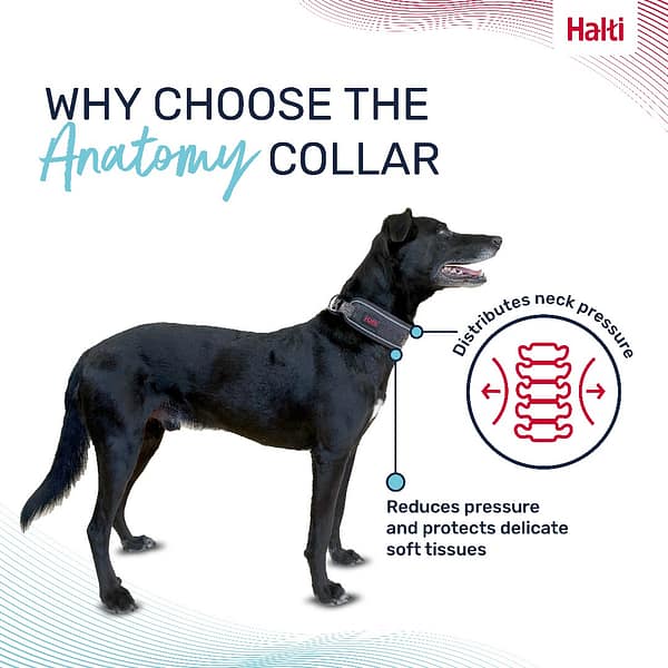 Halti Anatomy Collar Grey Why Choose 1080px Halti Anatomy Collar Grey Why Choose 1080px