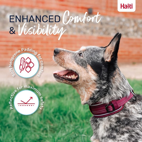 Halti Anatomy Collar Magenta Lifestyle 1080px Halti Anatomy Collar Magenta Lifestyle 1080px
