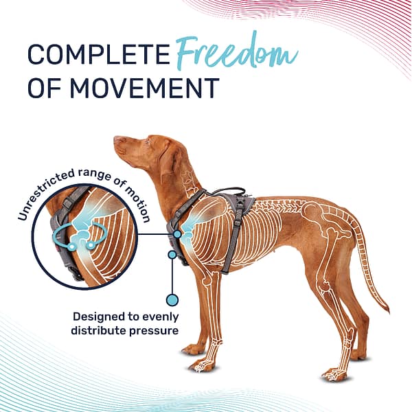 Halti Anatomy Harness Freedom of Movement Infographic 1080 Halti Anatomy Harness Freedom of Movement Infographic 1080