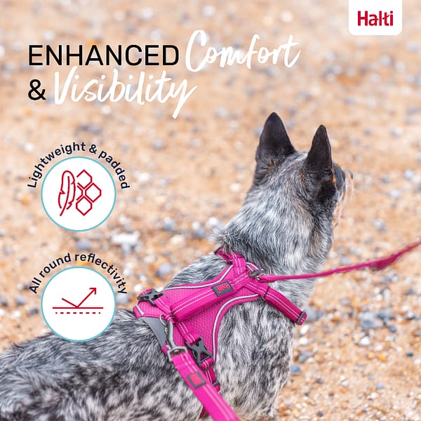 Halti Anatomy Harness Magenta Comfort and Visibility Infographic 1080 Halti Anatomy Harness Magenta Comfort and Visibility Infographic 1080