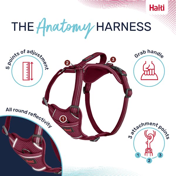 Halti Anatomy Harness Magenta Product Features Infographic 1080 Halti Anatomy Harness Magenta Product Features Infographic 1080