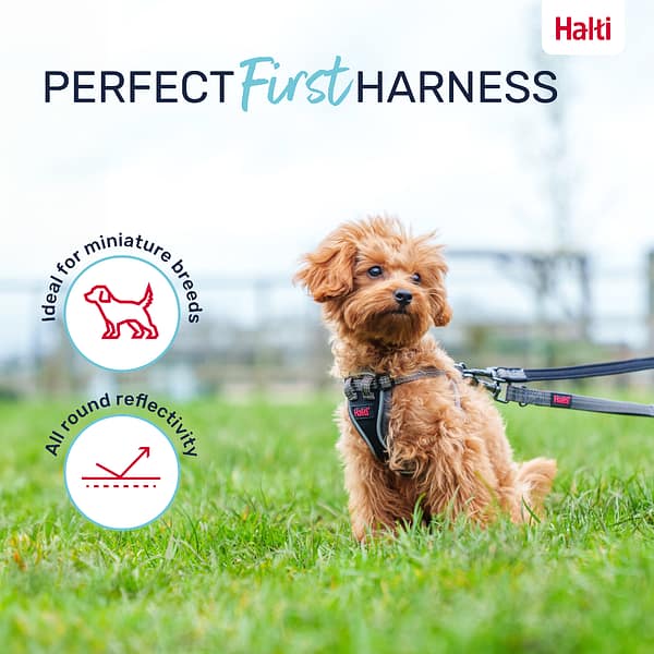 Halti Anatomy Puppy Harness First Harness Infographic 1080 Halti Anatomy Puppy Harness First Harness Infographic 1080