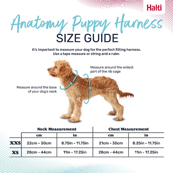Halti Anatomy Puppy Harness Size Guide Infographic 1080 Halti Anatomy Puppy Harness Size Guide Infographic 1080