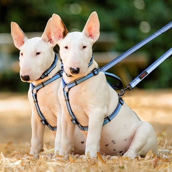 Halti Double Ended Lead Blue Lifestyle On 2 dogs bull terriers 1024 Halti Double Ended Lead Blue Lifestyle On 2 dogs bull terriers 1024