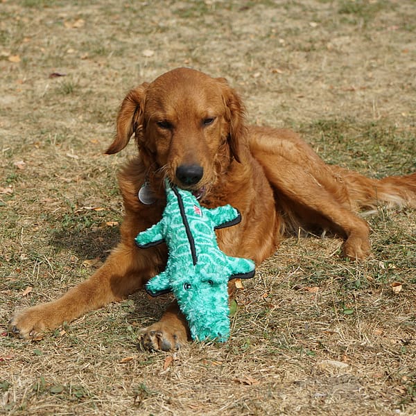 KONG Ballistic Alligator Lifestyle3 1080px KONG Ballistic Alligator Lifestyle3 1080px