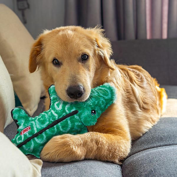 KONG Ballistic Alligator Lifestyle4 1080px KONG Ballistic Alligator Lifestyle4 1080px