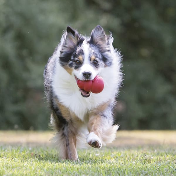 KONG Classic Lifestyle 1024 KONG Classic Lifestyle 1024