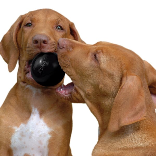 KONG Extreme Ball Lifestyle 1080 KONG Extreme Ball Lifestyle 1080