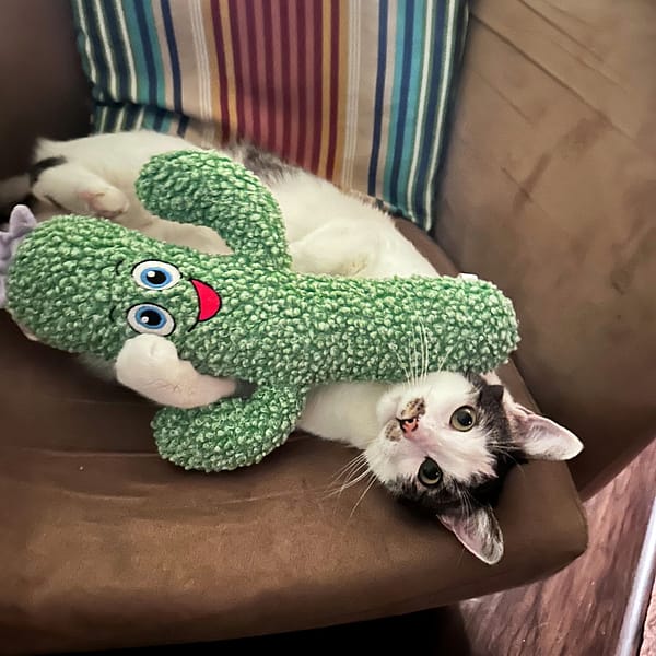 KONG Kickeroo Cactus Cat Toy Lifestyle 1080px KONG Kickeroo Cactus Cat Toy Lifestyle 1080px