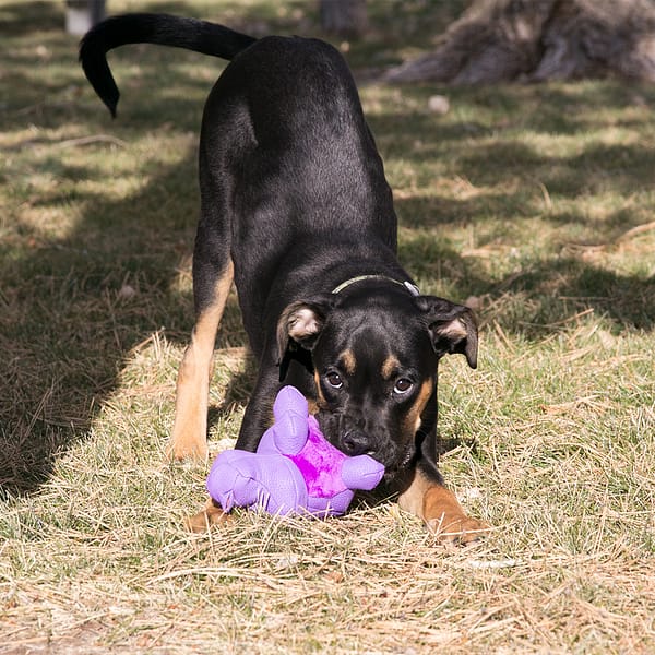 KONG Phatz Hippo Lifestyle2 1080px KONG Phatz Hippo Lifestyle2 1080px