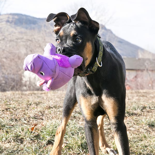 KONG Phatz Hippo Lifestyle3 1080px KONG Phatz Hippo Lifestyle3 1080px