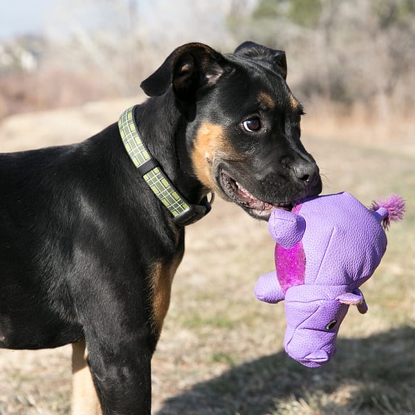 KONG Phatz Hippo Lifestyle5 1080px KONG Phatz Hippo Lifestyle5 1080px