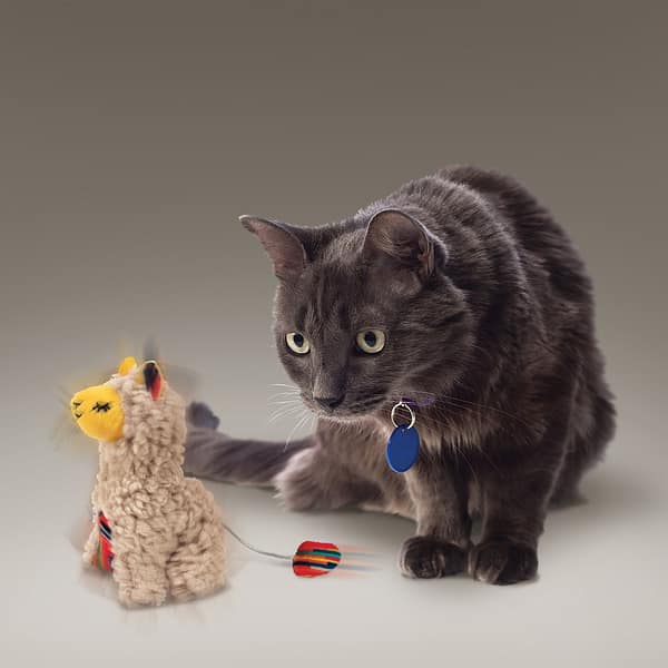 KONG Softies Buzzy Llama Cat Toy Lifestyle 1080px KONG Softies Buzzy Llama Cat Toy Lifestyle 1080px
