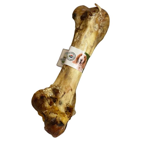 Ostrich-Dino-Bone-2