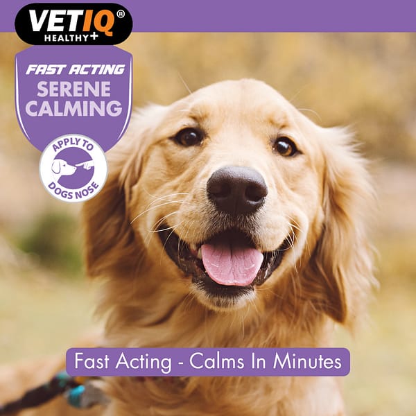 VetIQ Calming Ointment Lifestyle1 VetIQ Calming Ointment Lifestyle1
