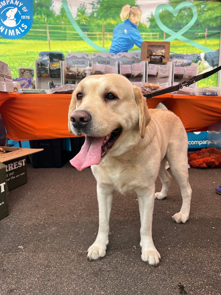 Thor the Goldador, Chief Taste-Tester for MAH Pet Supplies, helping out at a regional dog show event, on a Grey Halti Anatomy Multi-Lead 