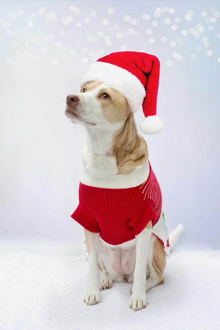 Shop Christmas pet gifts, treats and seasonal essentials